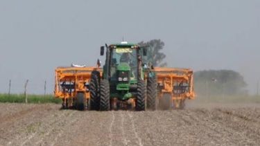 Descubren mecanismo para elevar hasta un 10% la producción de maíz