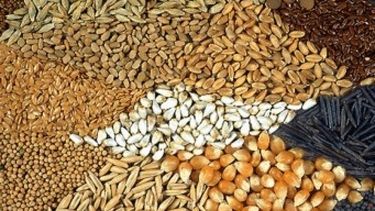 SRA lidera el empuje para sacar una nueva ley de semillas