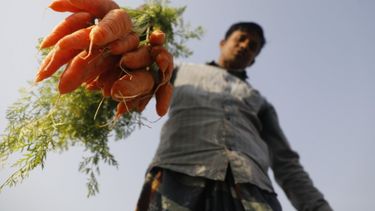 Una quinta parte de los costos totales están relacionados con el medio ambiente, explicó al FAO.