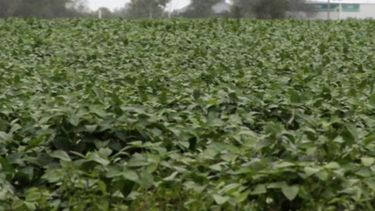 Marcado progreso de la siembra de soja en la región núcleo