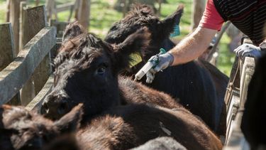 Las condiciones sanitarias del ganado.