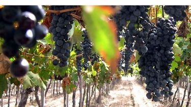 El sector vitivinícola espera "una pronta salida de esta crisis"
