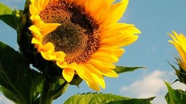 El girasol es la mejor opción en tiempos de sequía