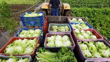 Buscan elevar el nivel de producciones familiares registradas