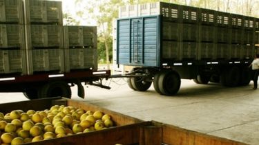 Remarcan que el Documento de Tránsito Vegetal electrónico es obligatorio