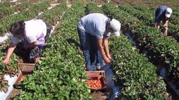 El sector frutihortícola comprende actividades de gran valor social y económico.