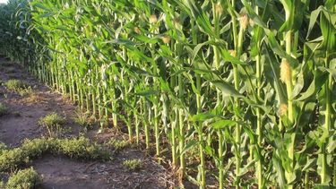 La cosecha de maíz avanza a buen ritmo en territorio bonaerense