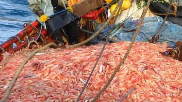Prohibieron la captura de langostinos en el Golfo San Matías