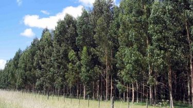 Buscan forestar tierras del Ejército y ferrocarriles en el Litoral