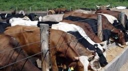 Registran un avance en la ocupación ganadera de corrales