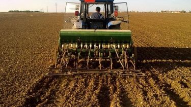 La siembra de trigo en la zona núcleo se triplicó
