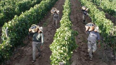Baja de la rentabilidad en el vino afecta a la cadena de producción sectorial