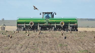 Anticipan que se viene la siembra de trigo más elevada en 20 años