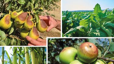 La nutrición es clave para reducir las brechas de rendimiento.