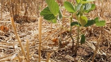 Perspectivas del campo en 2018 siguen empeorando por la sequía