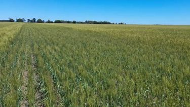 El estado de los campos.