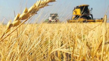 Terminó la cosecha récord de trigo en Argentina