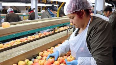 El sector frutícola pide al Gobierno un dólar diferenciado