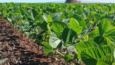 Superficie sojera en áreas bahienses llegará a 2,55 millones de hectáreas