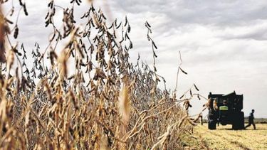 Aumentan la proyección de cosecha de soja