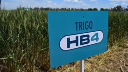 Aprobaron la siembra en el país de trigo tolerante a la sequía