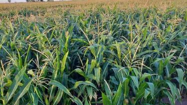 Últimas lluvias le dieron un impulso a las siembras de soja y maíz