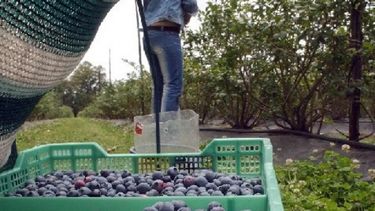 La Mesopotamia perdió el 6 por ciento de la producción de arándanos