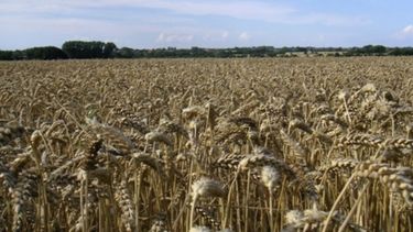 USDA dejó estable su perspectiva referente a reservas de granos en EE.UU.