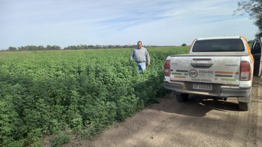 Los resultados de ensayos en diferentes localidades Argentina.