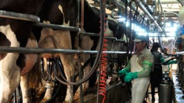 "La Provincia": avanzan iniciativas para mejorar el negocio de la carne y la leche