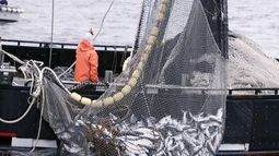 Se fijó una captura total permisible de 3.900 toneladas para rayas costeras y 4.800 para rayas de altura.