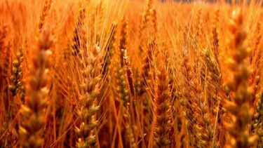 Las exportaciones de trigo en 2016 superaron ampliamente a las del año anterior