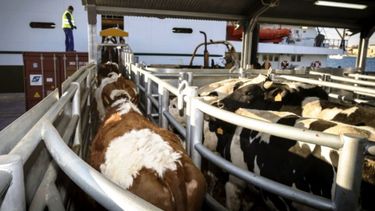 Senasa creó una plataforma interactiva para exportar e importar animales