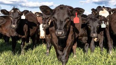 La faena de hacienda vacuna creció más de 1% en octubre