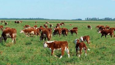 La faena de ganado en Santa Fe aumentó más de 8%