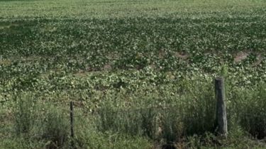 Reducen en 5,5 millones de toneladas la cosecha de soja