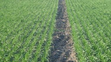 Un 91% del trigo en Entre Ríos muestra buenas condiciones