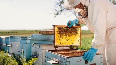 A quienes tengan de 5 hasta 150 colmenas, les corresponderá $1.500 para cada una.