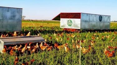 Producen "huevos contentos" acompañando a la demanda de un producto premium