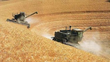 Buenas noticias para el trigo en la zona núcleo