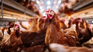 Buscan reabrir las exportaciones avícolas argentinas