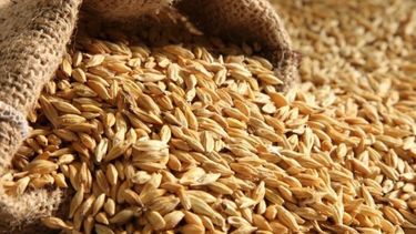 La producción de cebada terminó con un avance del 17%