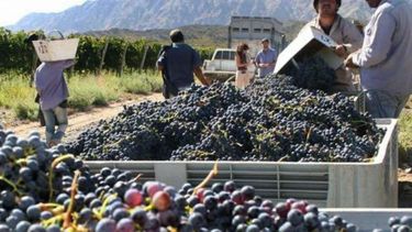 Destinan $10 mil millones a productores de uva afectados por heladas y granizo