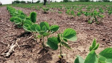 Productores de Santa Fe retrasaron el inicio de la siembra de soja