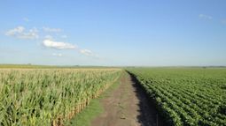 Más de 8 millones de hectáreas de soja y maíz presentan déficit hídrico