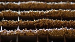 La soja y el trigo bajaron por el efecto coronavirus