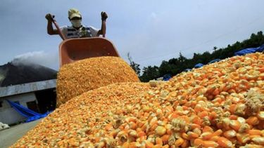 Maíz: advierten que cambios en exportaciones no afectarán el mercado local