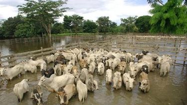 Senasa supervisará el movimiento de hacienda de zonas inundadas