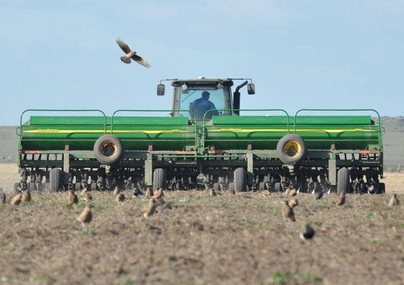 Calculan que la siembra de trigo subirá un 4% en áreas bonaerenses