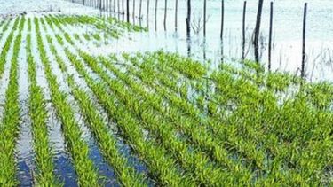 CRA alerta que 6 millones de hectáreas están afectadas por las lluvias